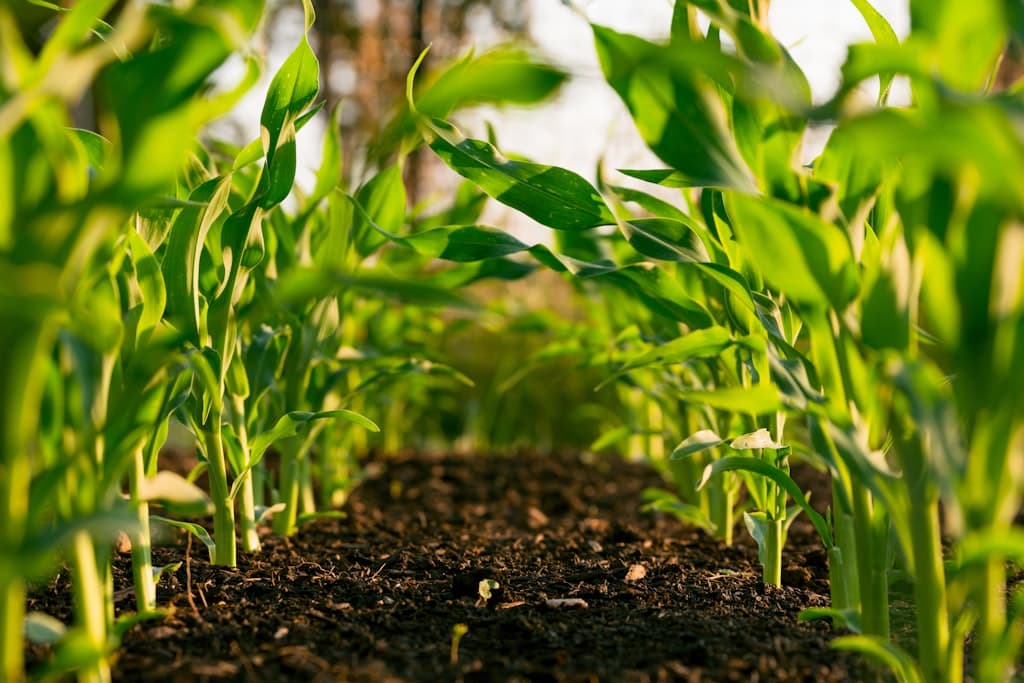 Direct Farm Sourcing